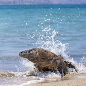 Komodo tour 3 days 2 Nights