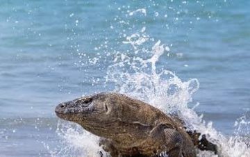 Komodo tour 3 days 2 Nights