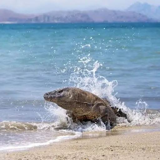 Komodo tour 3 days 2 Nights