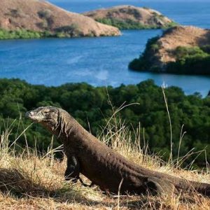 Bali to komodo tour