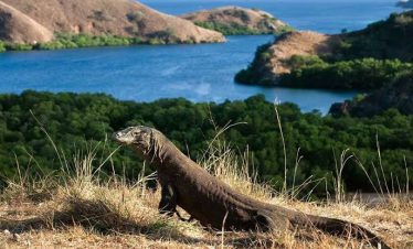 Bali to komodo tour