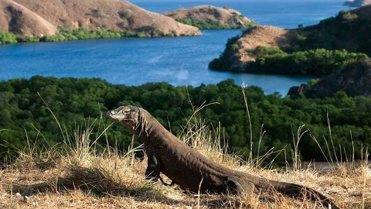 Bali to komodo tour