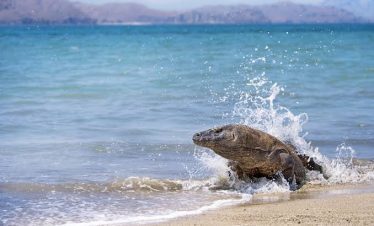 Komodo dragon