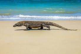 Komodo tour
