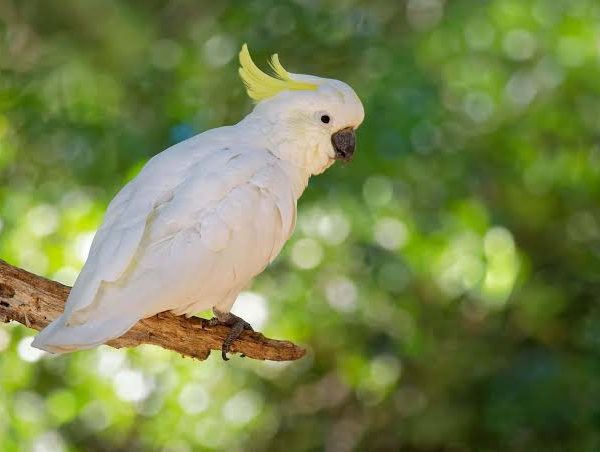 Bird watching on komodo and Flores island Indonesia