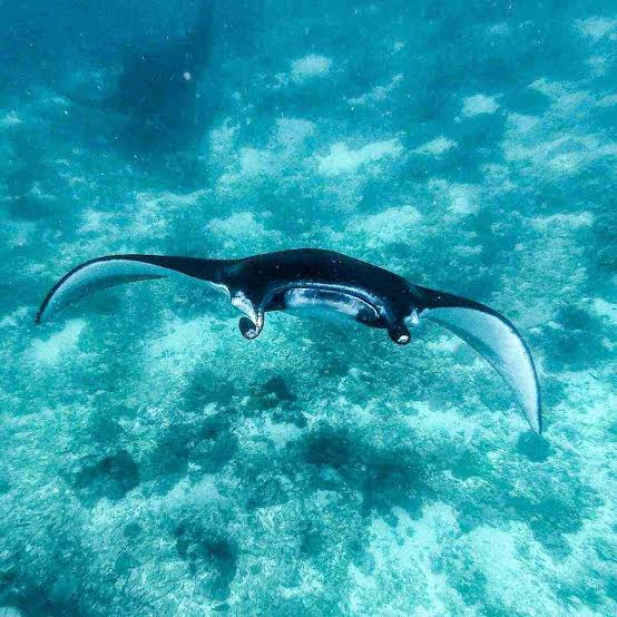 Komodo diving