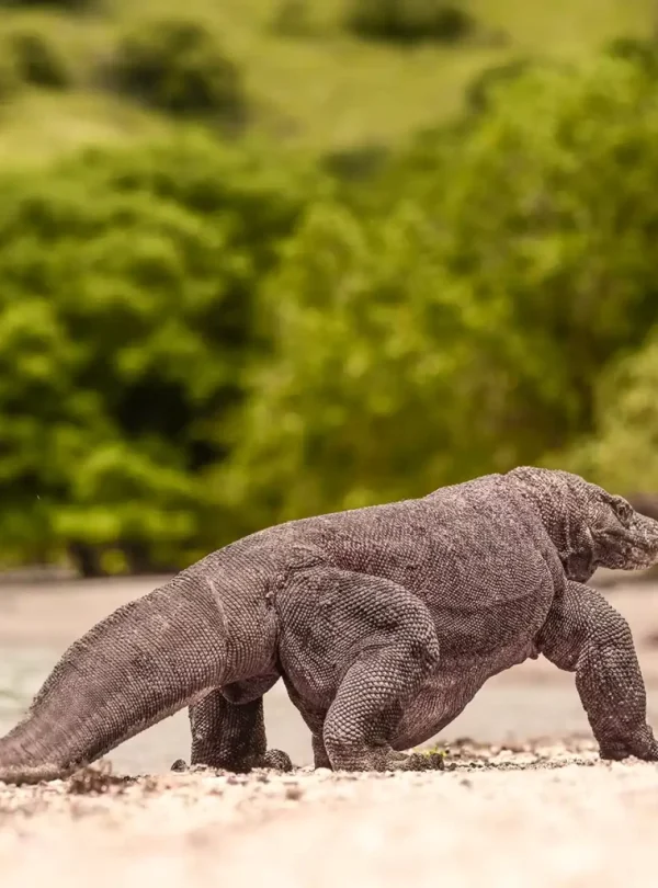 Best komodo island tour from labuan bajo