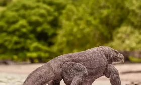 Komodo island tour Indonesia