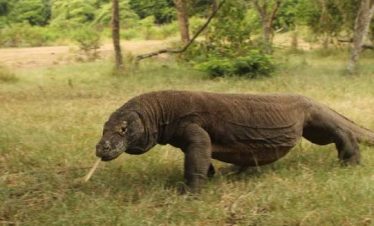 Daily komodo island tour