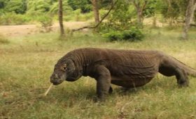 Komodo national park tours