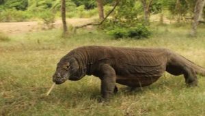 Komodo national park tours