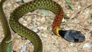 Indonesia Herping Tour