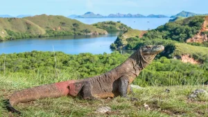 Bali to komodo island tour