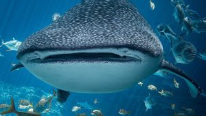 Lombok to komodo tour