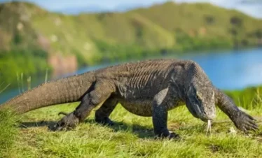 Komodo island tour 3 days 2 nights
