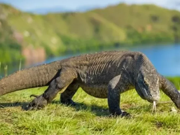 Komodo national park tours