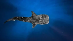 Lombok to komodo island tour price