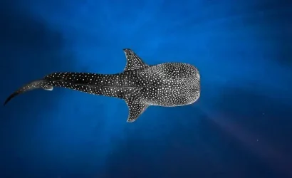 Lombok to komodo island tour price