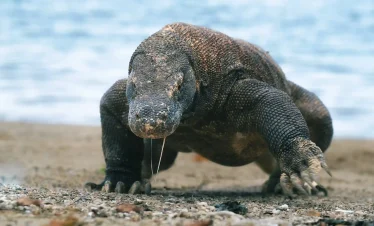 Komodo dragon trip from labuan bajo