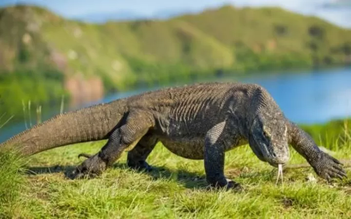 Komodo dragon trip from labuan bajo