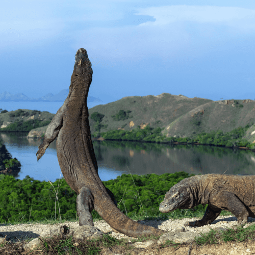 Tours to komodo