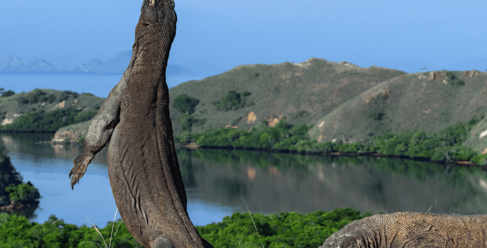 Tours to komodo