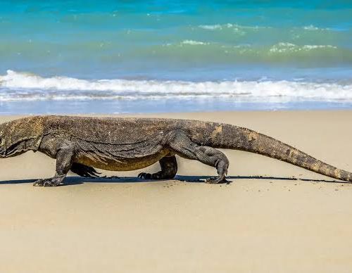 1 day tour komodo from bali