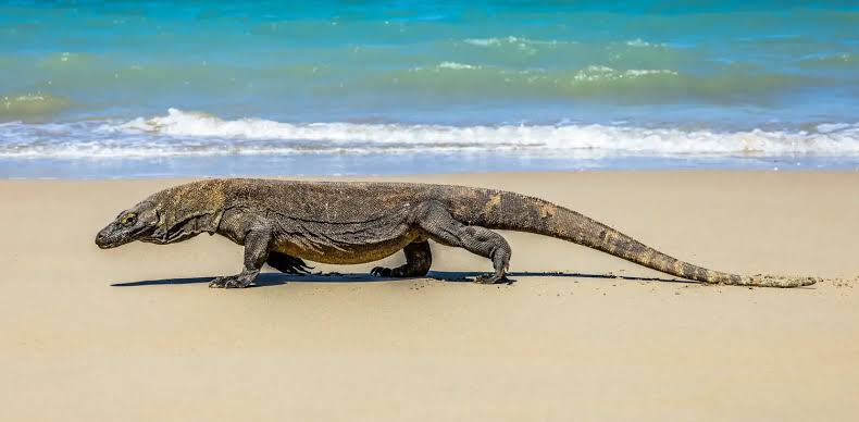 1 day tour komodo from bali
